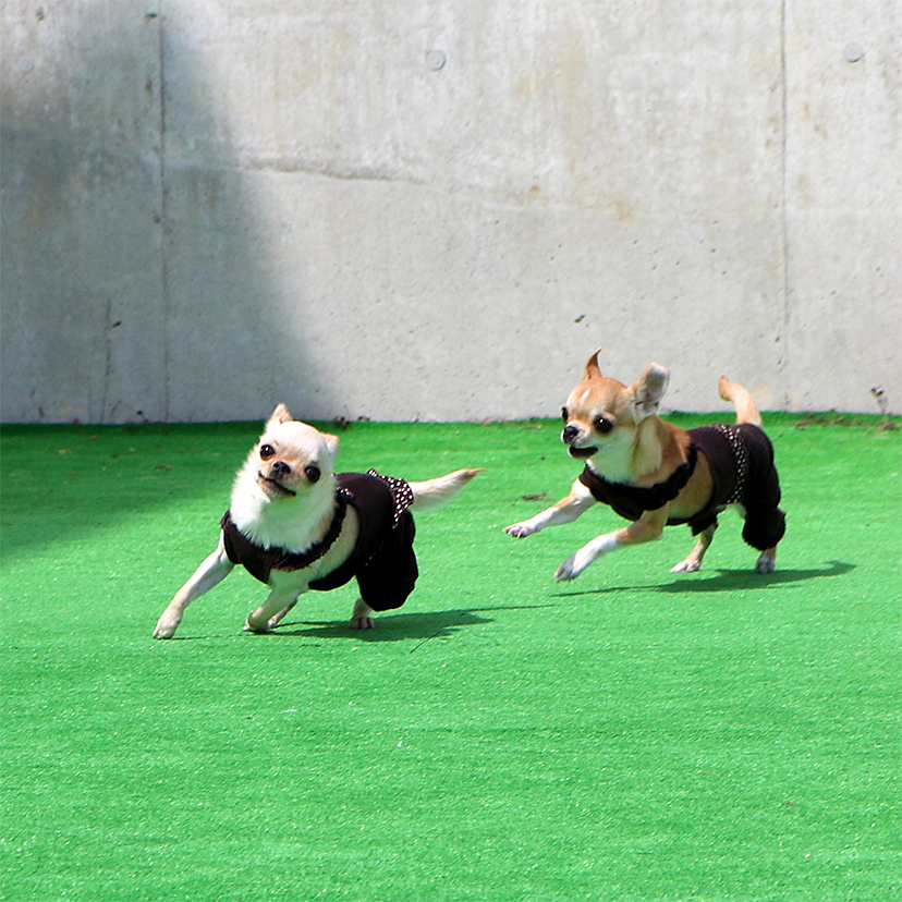 ハミングのドッグランについて