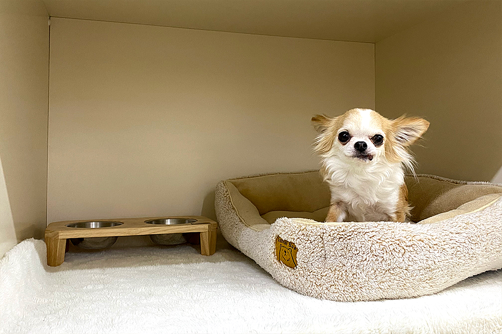 トリミングのシャンプー＆リンスについて