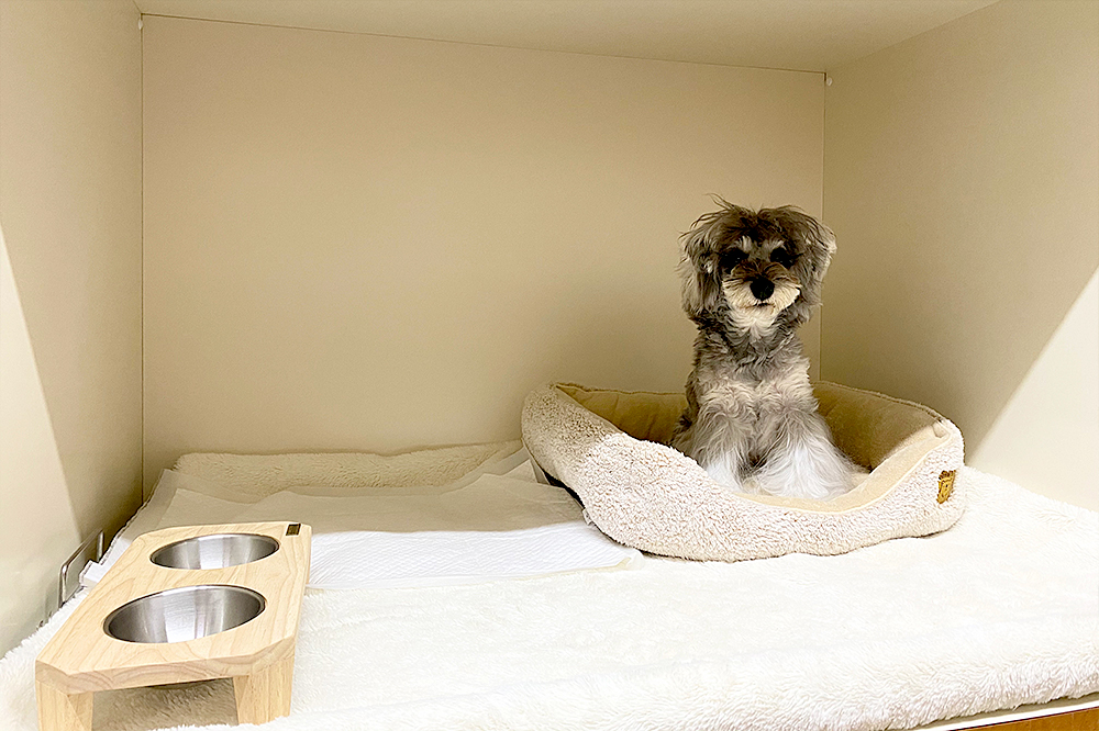 トリミングのシャンプー＆リンスについて