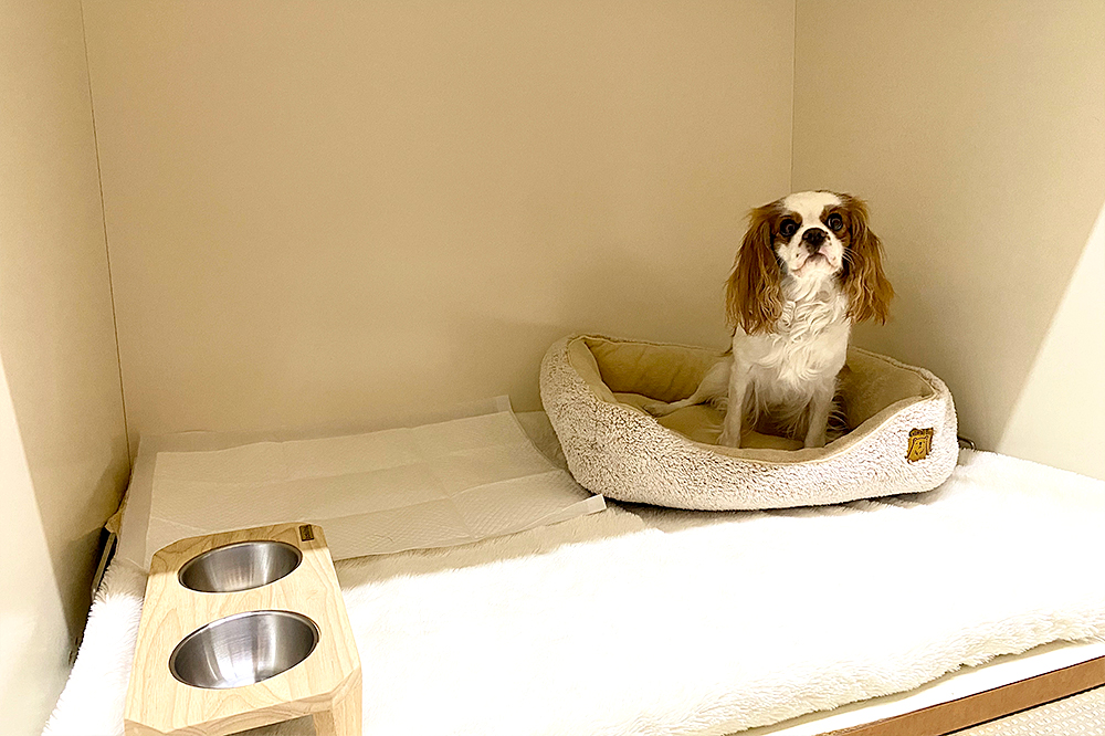 トリミングのシャンプー＆リンスについて