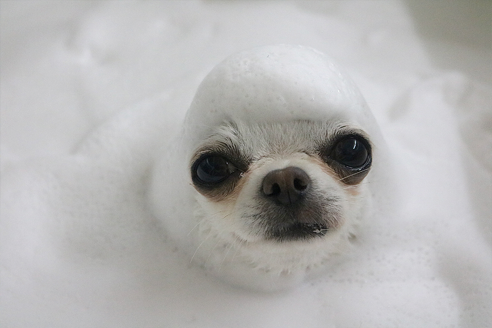 トリミングのシャンプー＆リンスについて